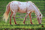 WES SIEGRIST " APPALOOSA IN THE AFTERNOON "