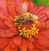 WES SEIGRIST " HONEY BEE ON ZINNIA "