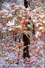 KENNETH MURRAY PHOTOGRAPHY " MAPLE TREES IN SNOW " 9.5" X 13"