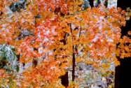 KENNETH MURRAY PHOTOGRAPHY " ORANGE LEAVES WITH SNOW " 13" x 19"